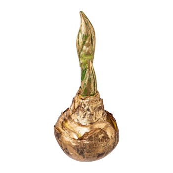 Amaryllis løg m/guld mellem