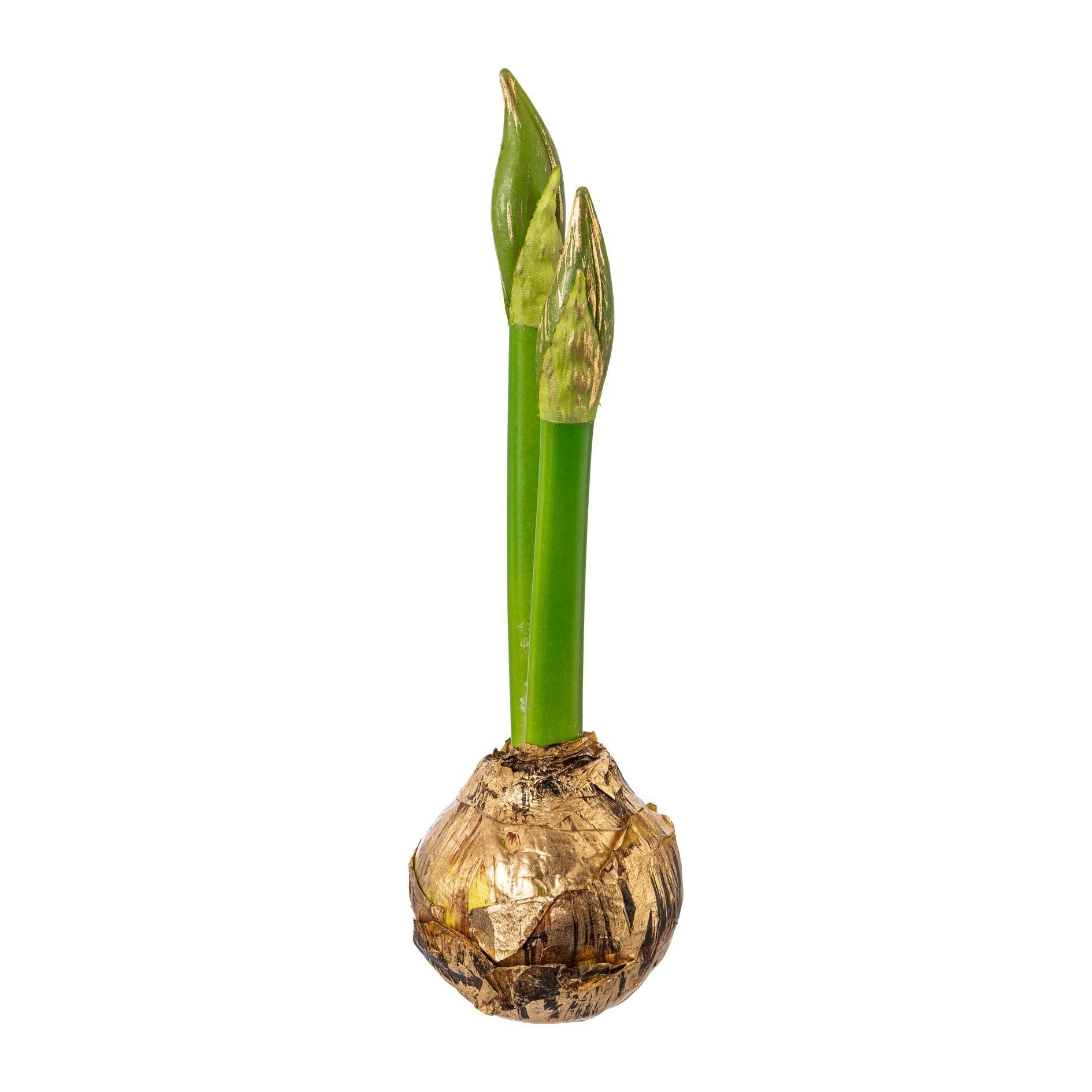 Amaryllis løg m/guld Stor