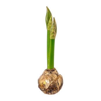Amaryllis løg m/guld Stor