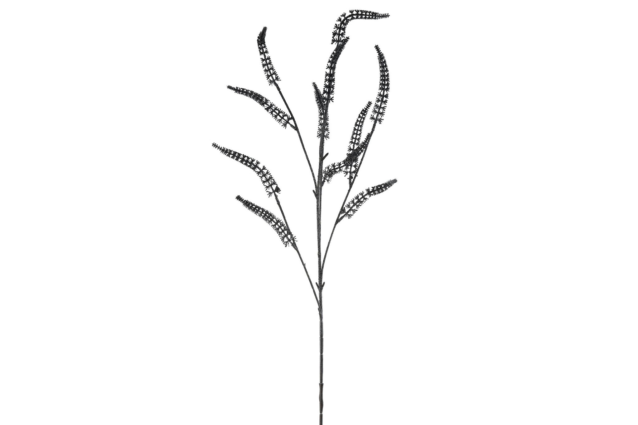 Salix sort