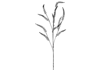 Salix sort