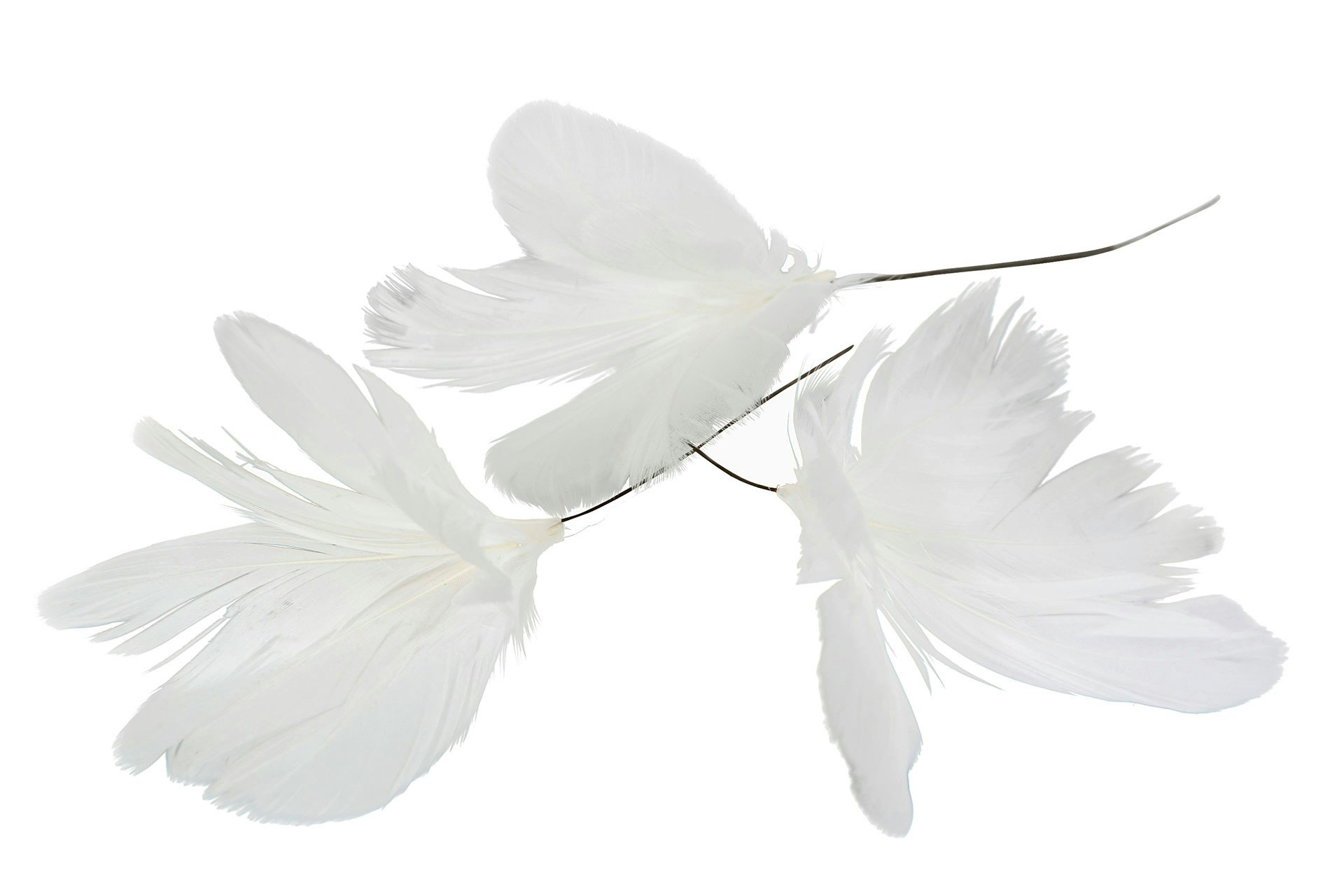 Fjer blomster