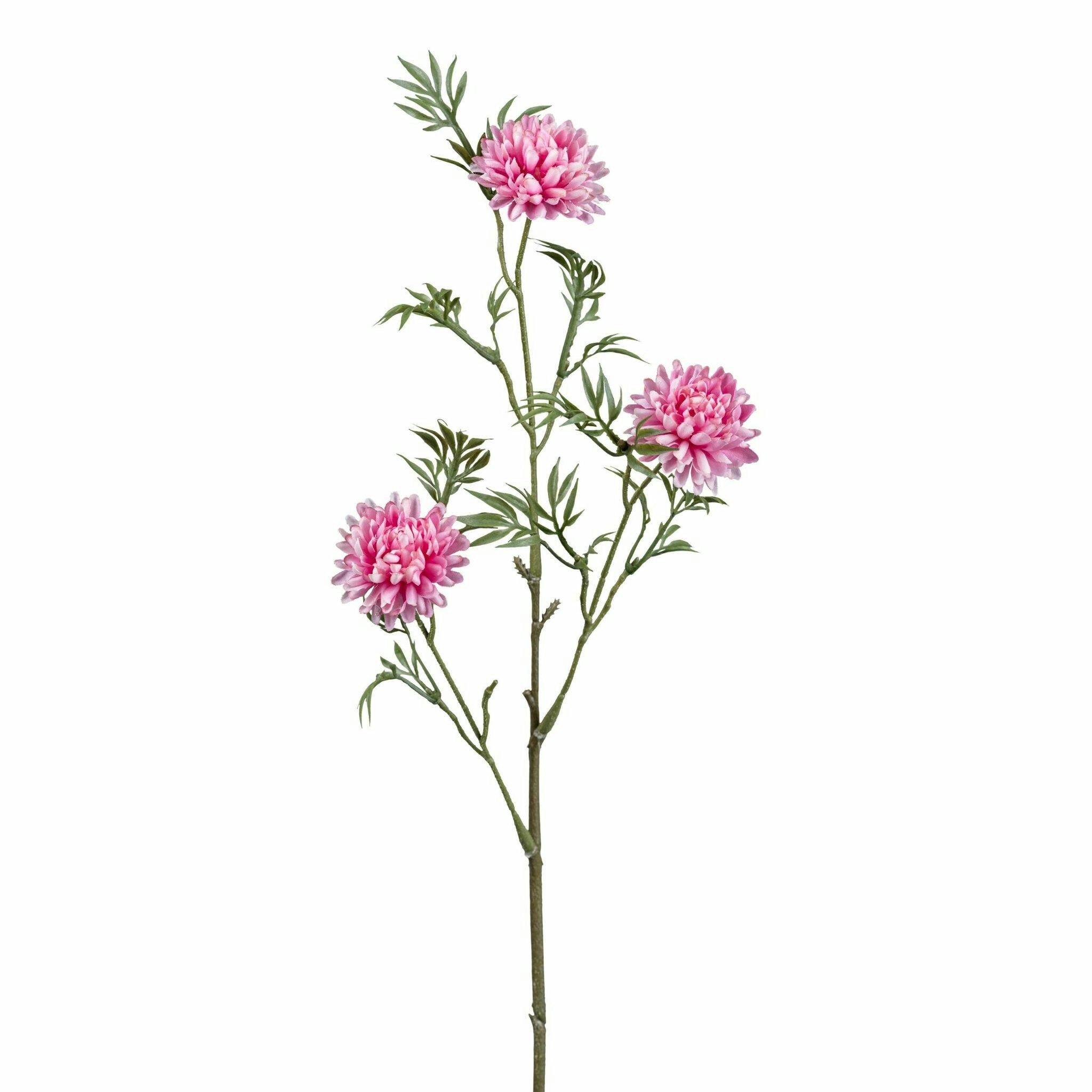 Rosa blomst