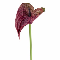 Anthurium aubergine