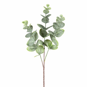 Eukalyptus støvet grøn