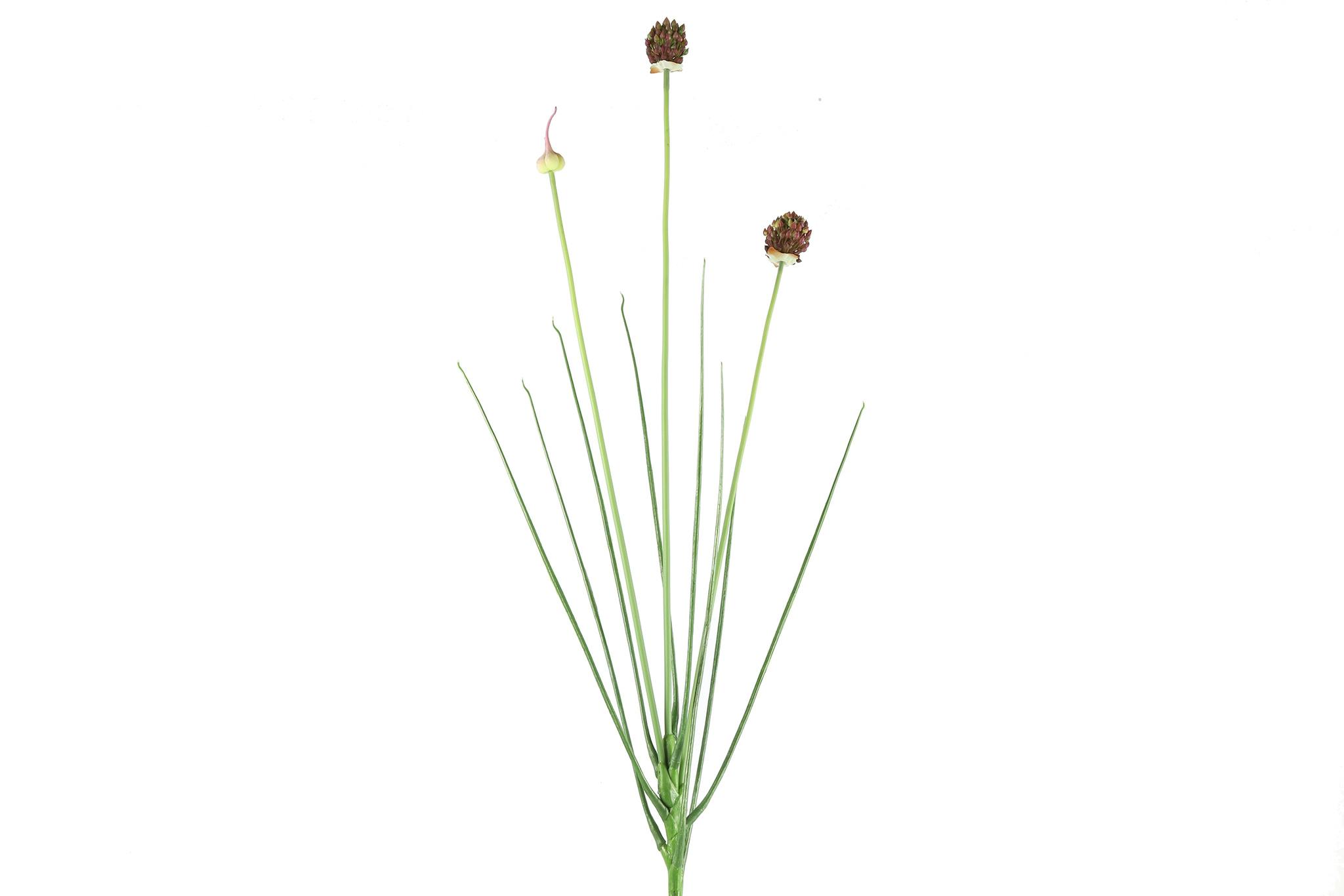 Allium lilla