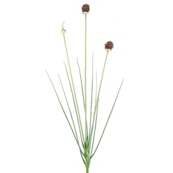Allium lilla