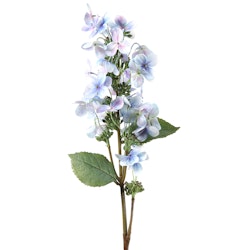 Sommer Hortensia blå