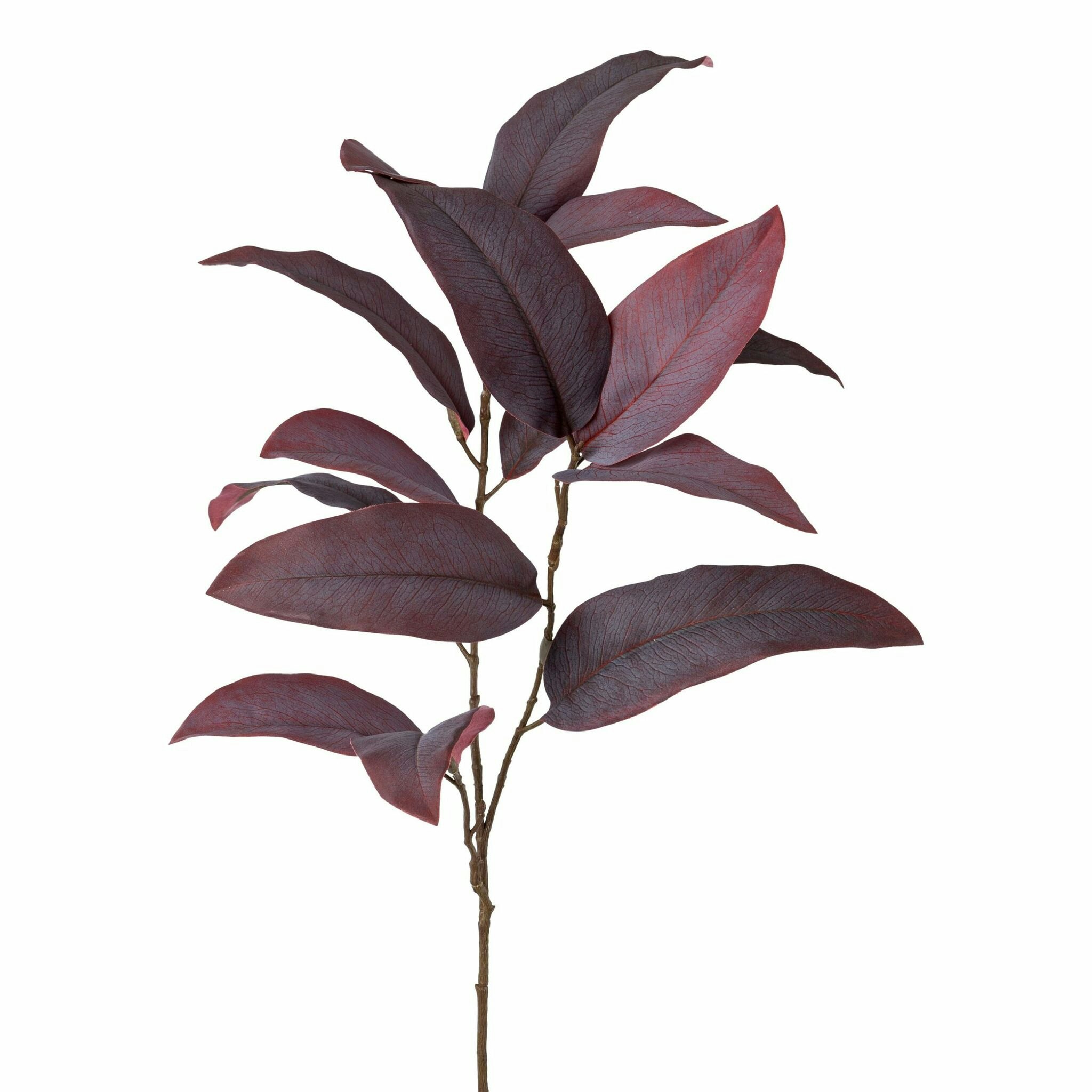 Eukalyptus blade bordeaux