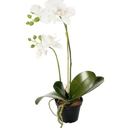 Orkide hvid