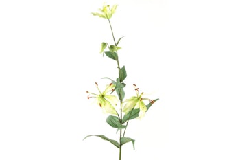 GLORIOSA Lime