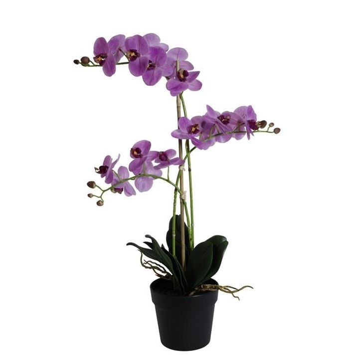 Orkidé med 3 grene