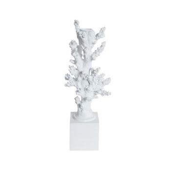 Coral lysestage