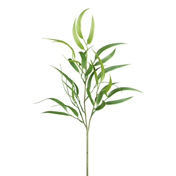Eukalyptus grøn