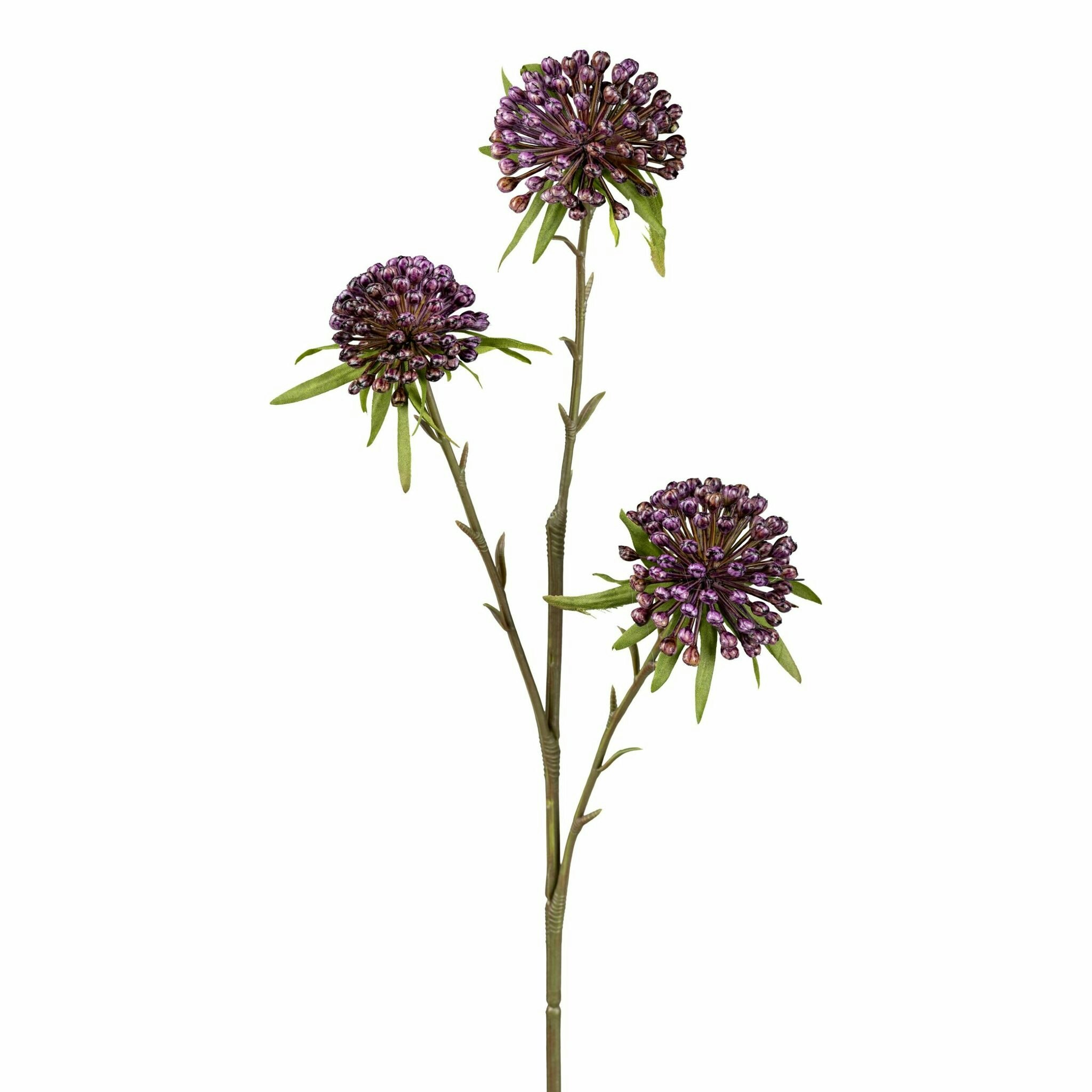 Allium Lilla