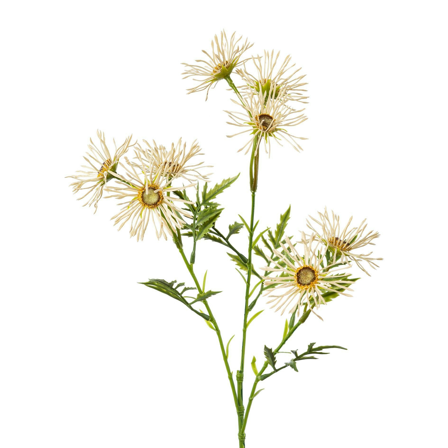 Marguerit Creme