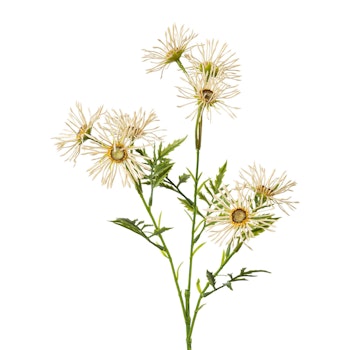 Marguerit Creme