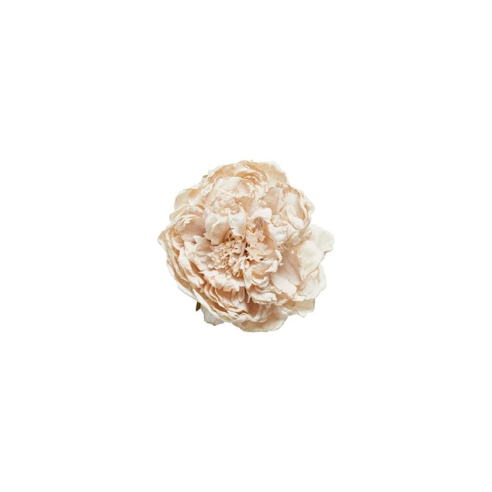 Peon hoved Light rose