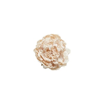 Peon hoved Light rose