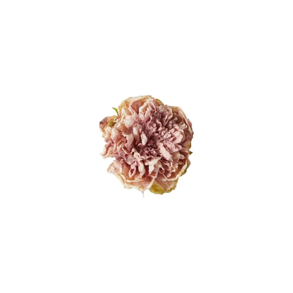 Peon hoved rose