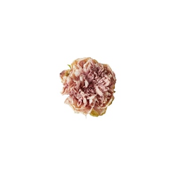 Peon hoved rose