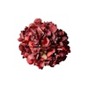 Hortensia hoved Deep Red
