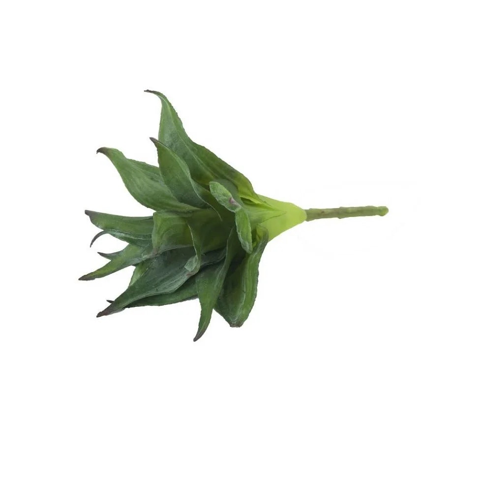 Grøn plante