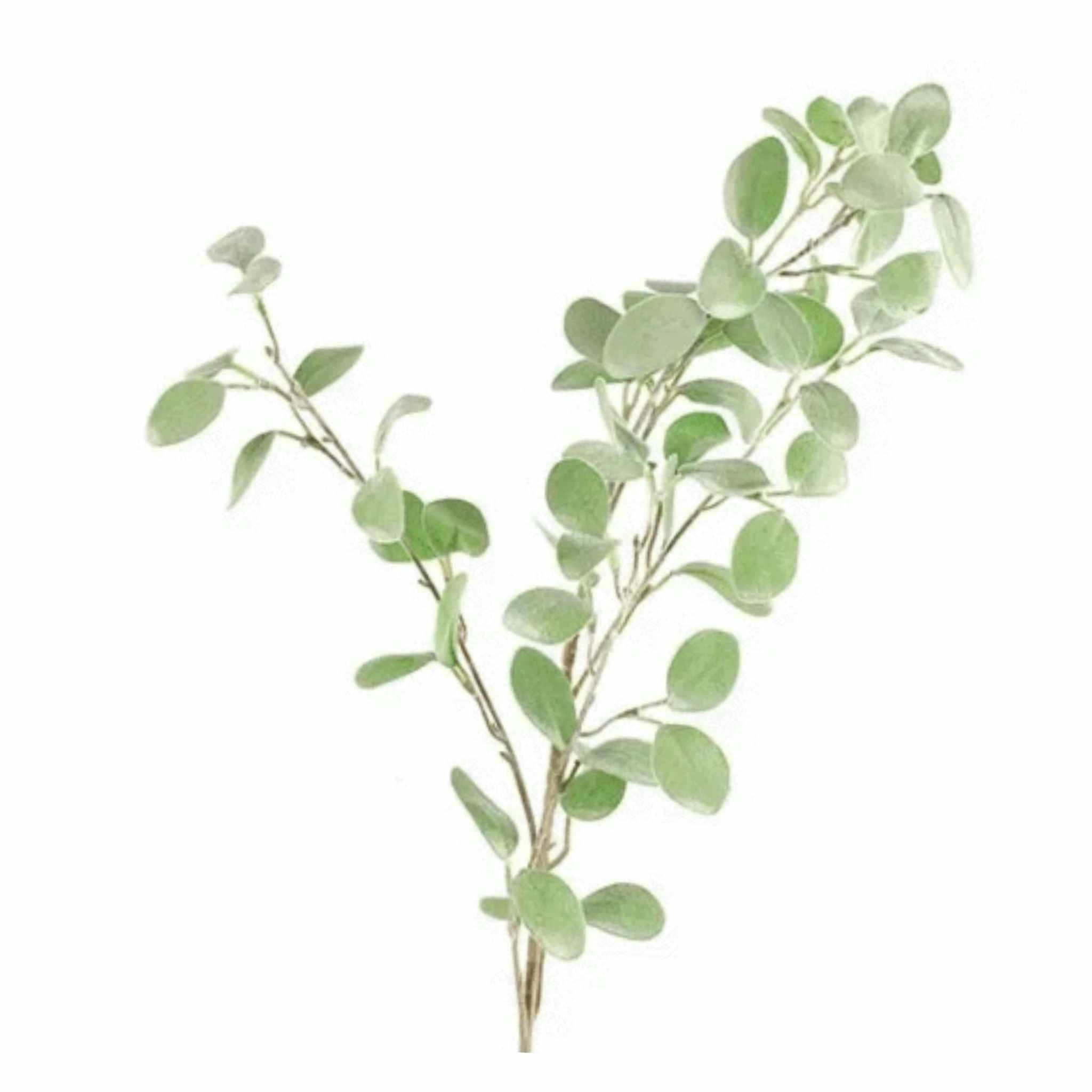 Eukalyptus runde blade