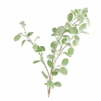 Eukalyptus runde blade