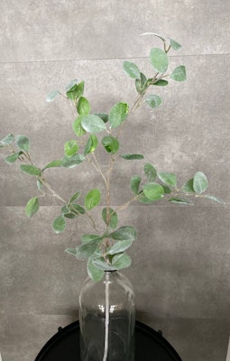 Eukalyptus runde blade