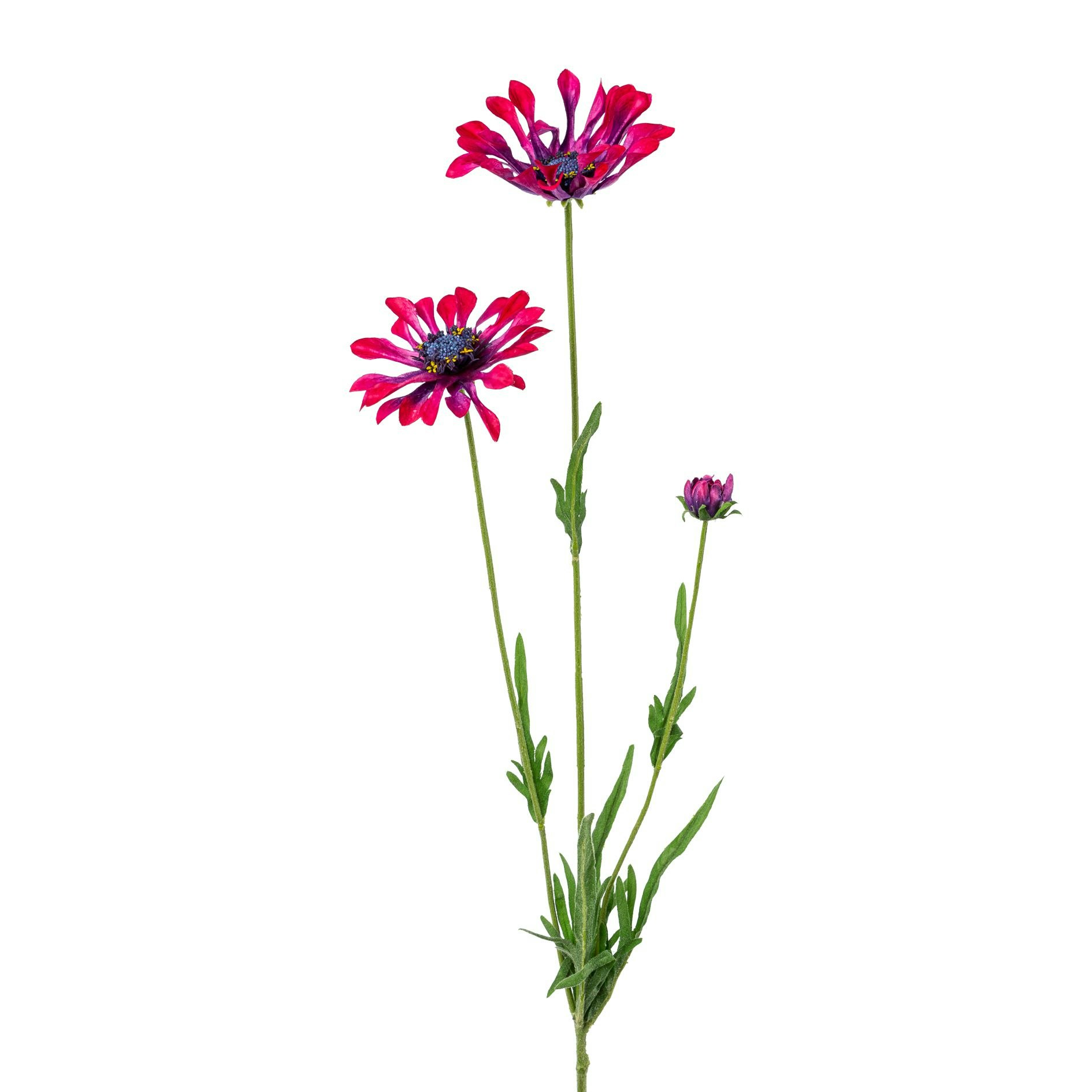 Kapmarguerit Bordeaux