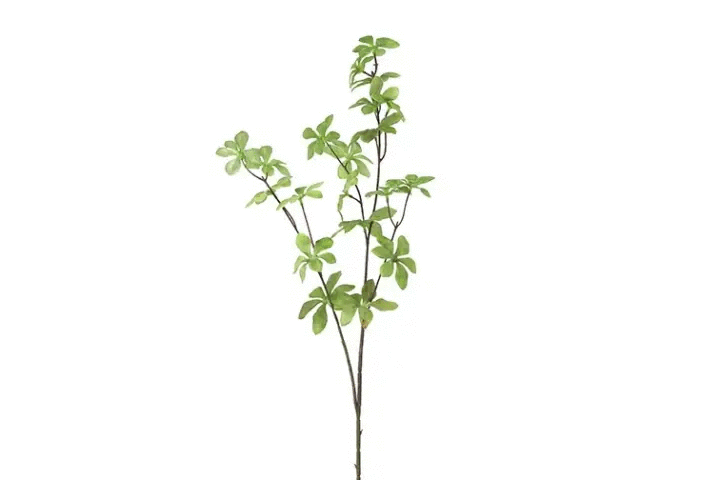 Akebia gren