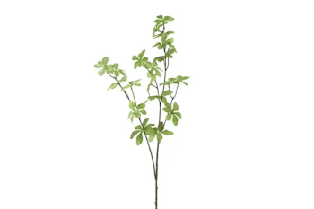 Akebia gren