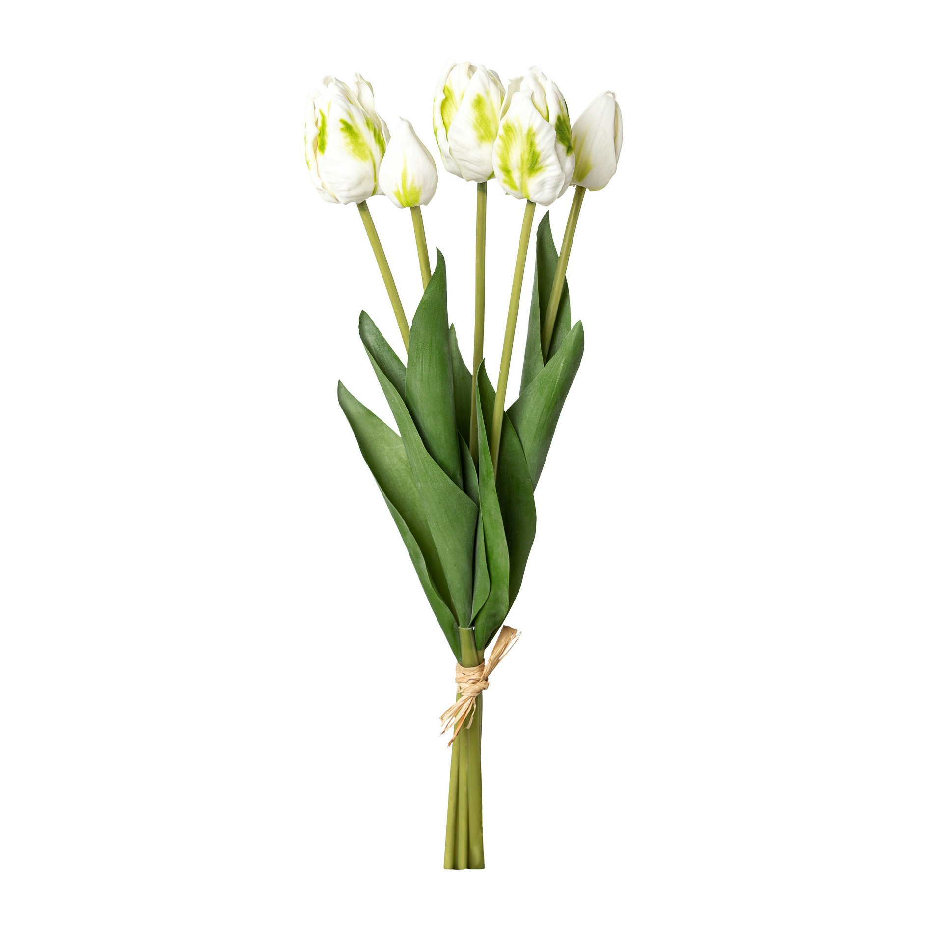Papegøje tulipan Hvid