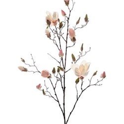 Magnolia gren 110 cm