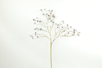 KIRSEBÆRGREN m/blomst