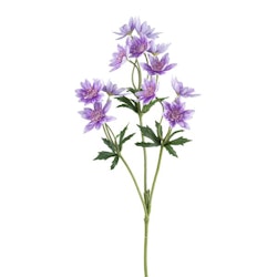 SCABIOSA LILLA