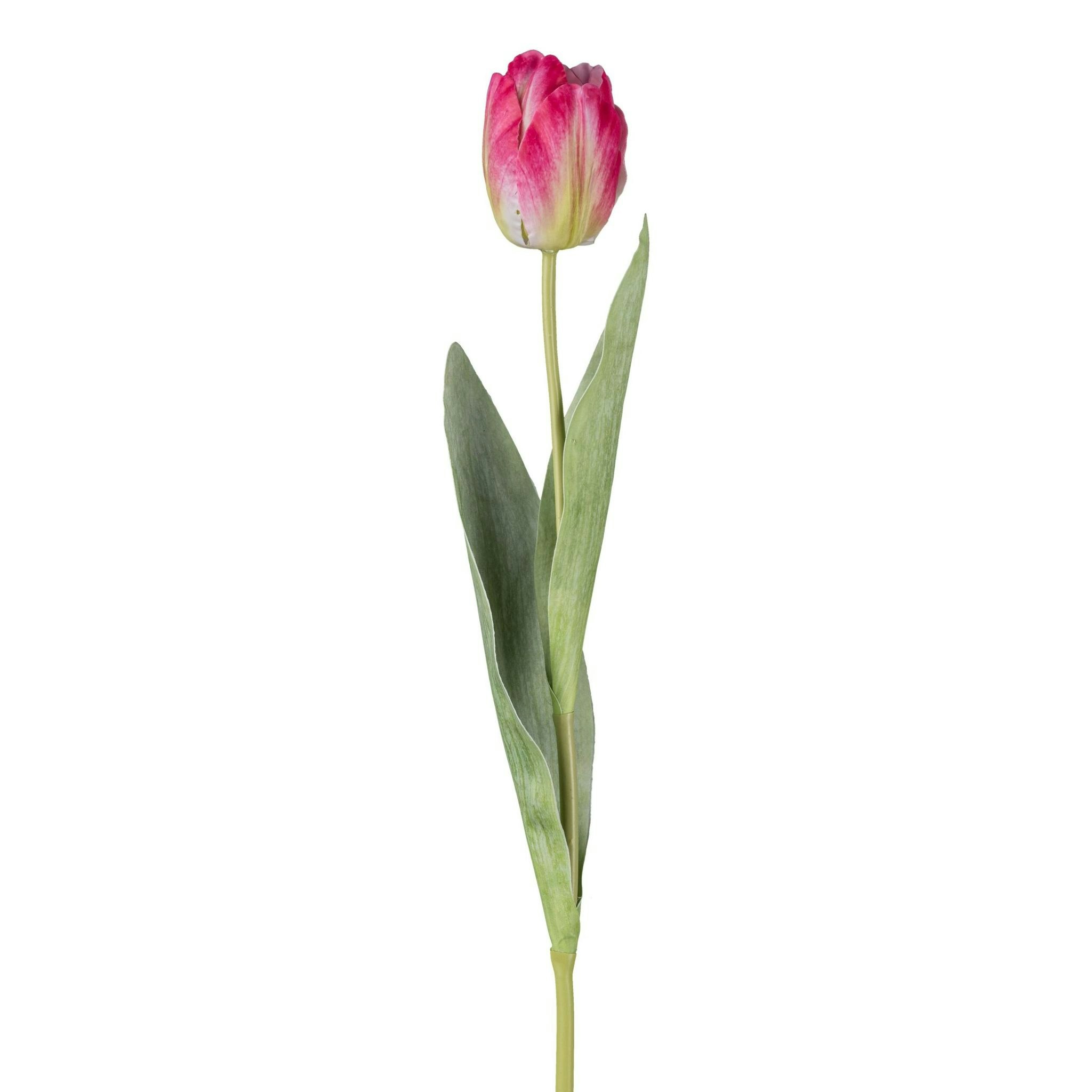 Tulipan pink