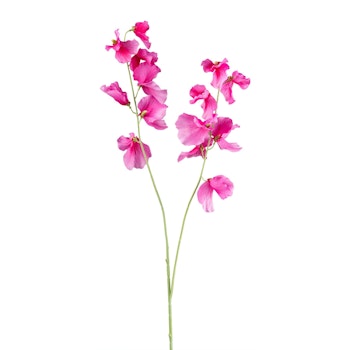 Ærteblomst pink
