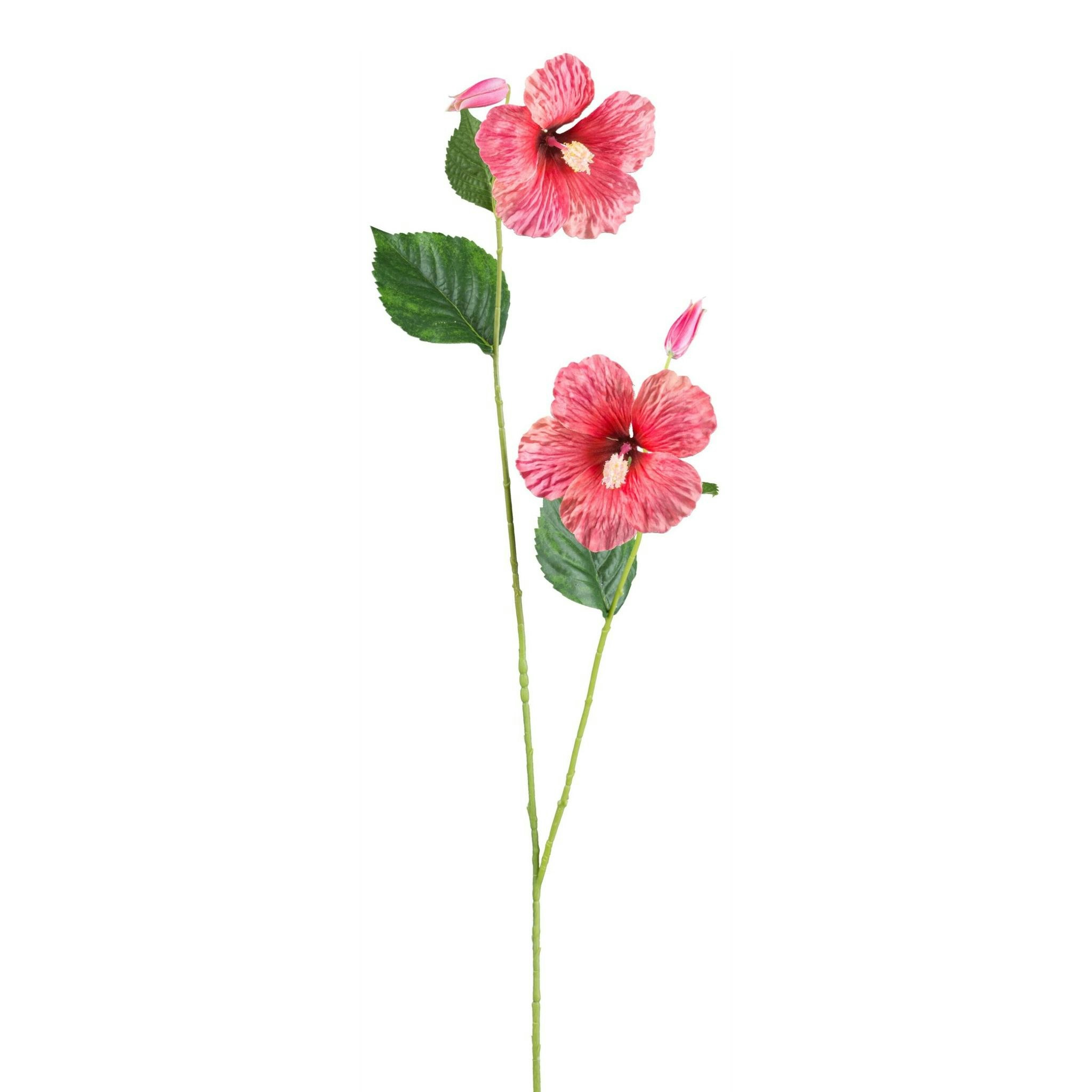 Hibiscus coral (hawaiiblomst)