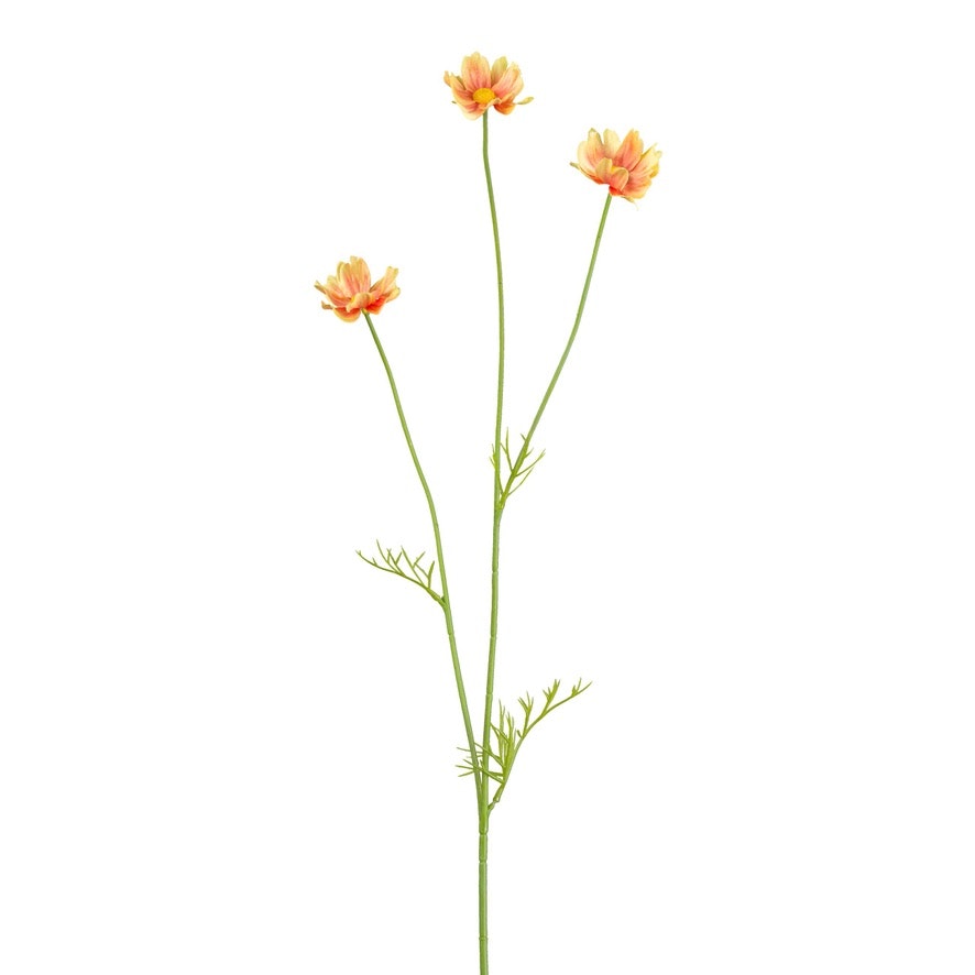 Cosmos blomst orange