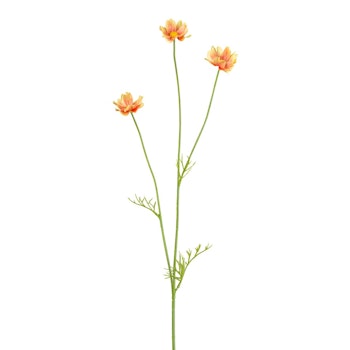 Cosmos blomst orange