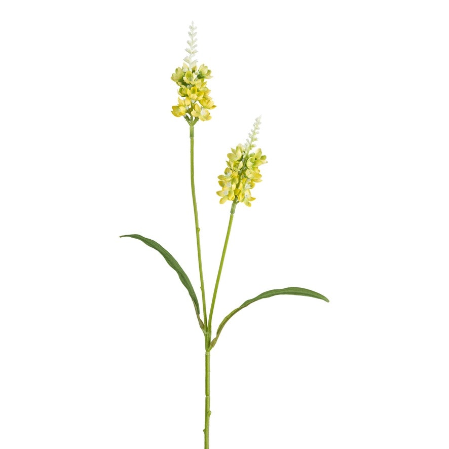 Lysimachia GUL H 63 cm