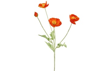 Valmue orange