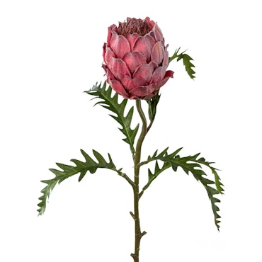 Protea, pink H 62 cm
