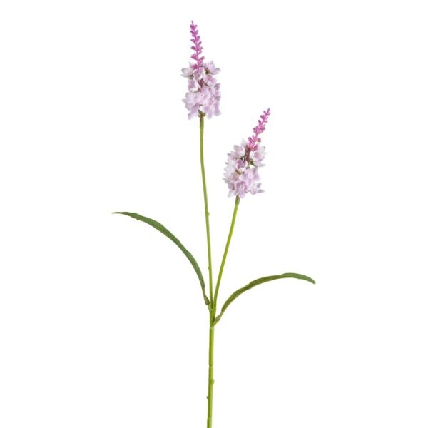 Lysimachia rosa H 63 cm