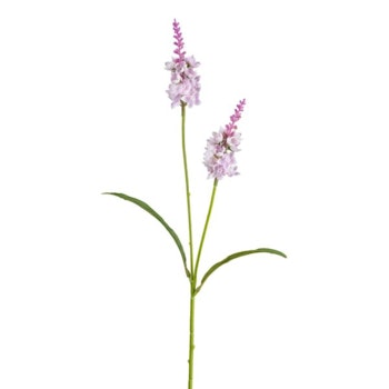Lysimachia rosa H 63 cm