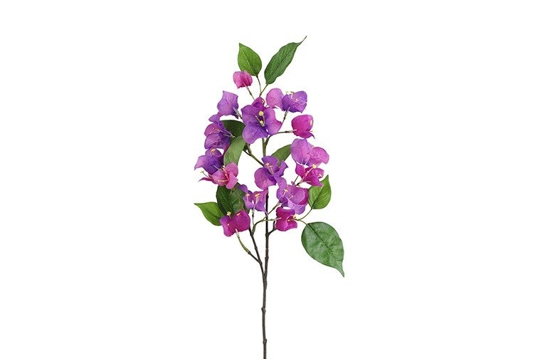 BOUGAINVILLEA  Lilla H 60 cm
