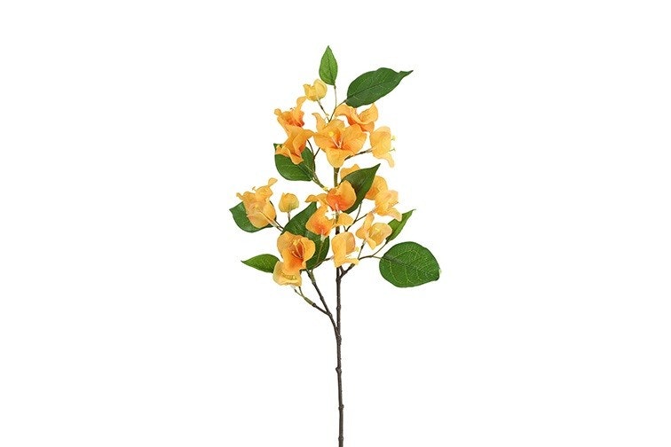 BOUGAINVILLEA  Orange H 60 cm