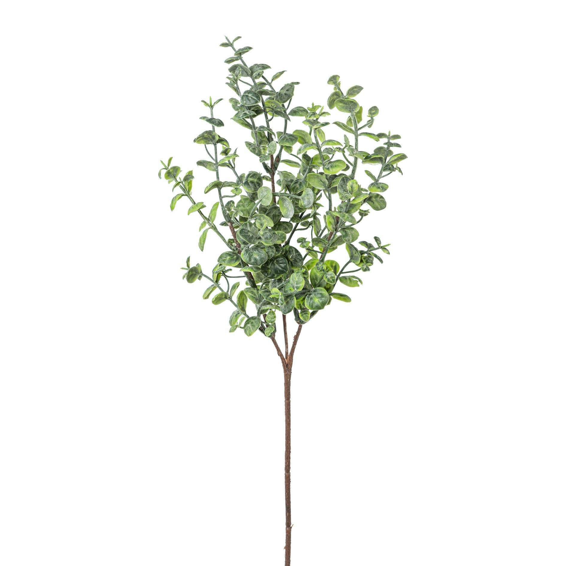 Eucalyptus busk